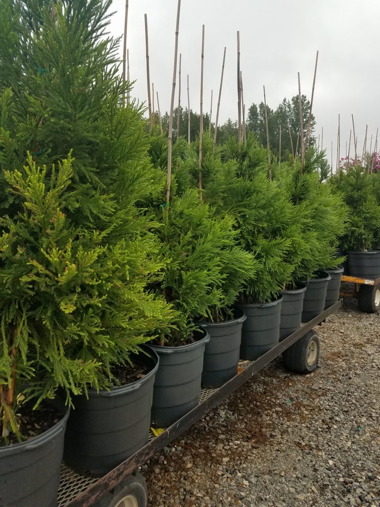 Cryptomeria - Fast Growing Privacy Tree - Buy Cryptomeria